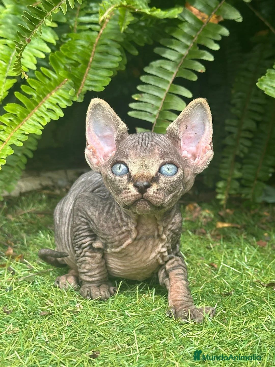 Sphynx gatos en venta: SPHYNX BLUE TABBY en Madrid - Anuncio 1