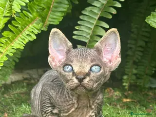 Sphynx gatos SPHYNX BLUE TABBY en Madrid - Anuncio 19