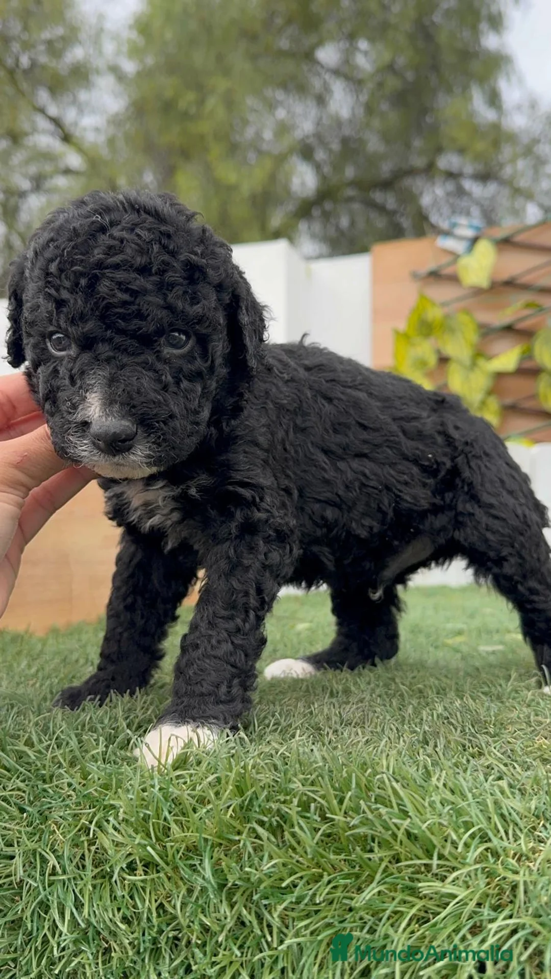 Perro de Agua Español perros en venta: PERRO DE AGUA ESPAÑOL - Anuncio 10