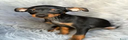 Pinscher Miniatura perros en venta: MINIPINSCHER OPORTUNIDAD - Anuncio 8