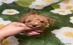 Caniche Toy perros en venta: Caniche Toy Rojo - Imagen 3