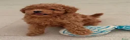 Caniche Toy perros en venta: CANICHE TOY 50% LÍNEA COREANA - Anuncio 6