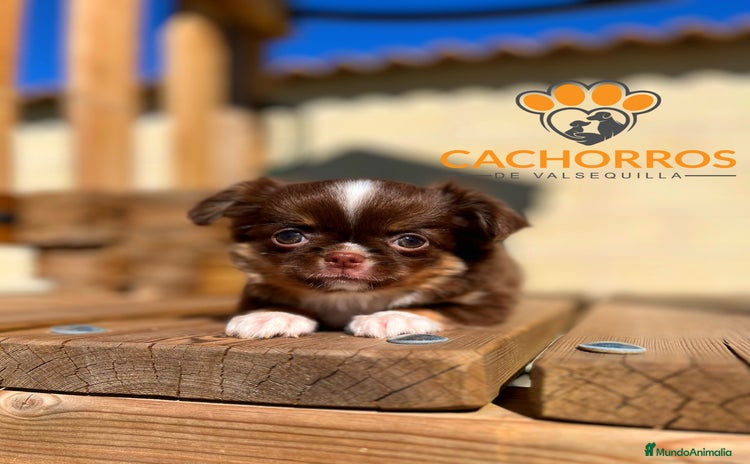 Chihuahua perros - Anuncio 15