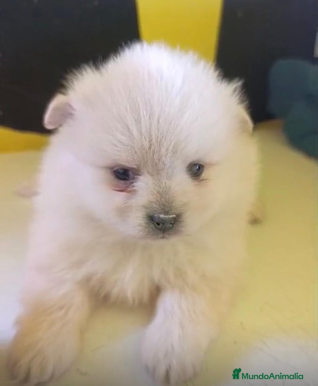 Pomerania perros en venta: Lulu pomerania toy - Anuncio 9