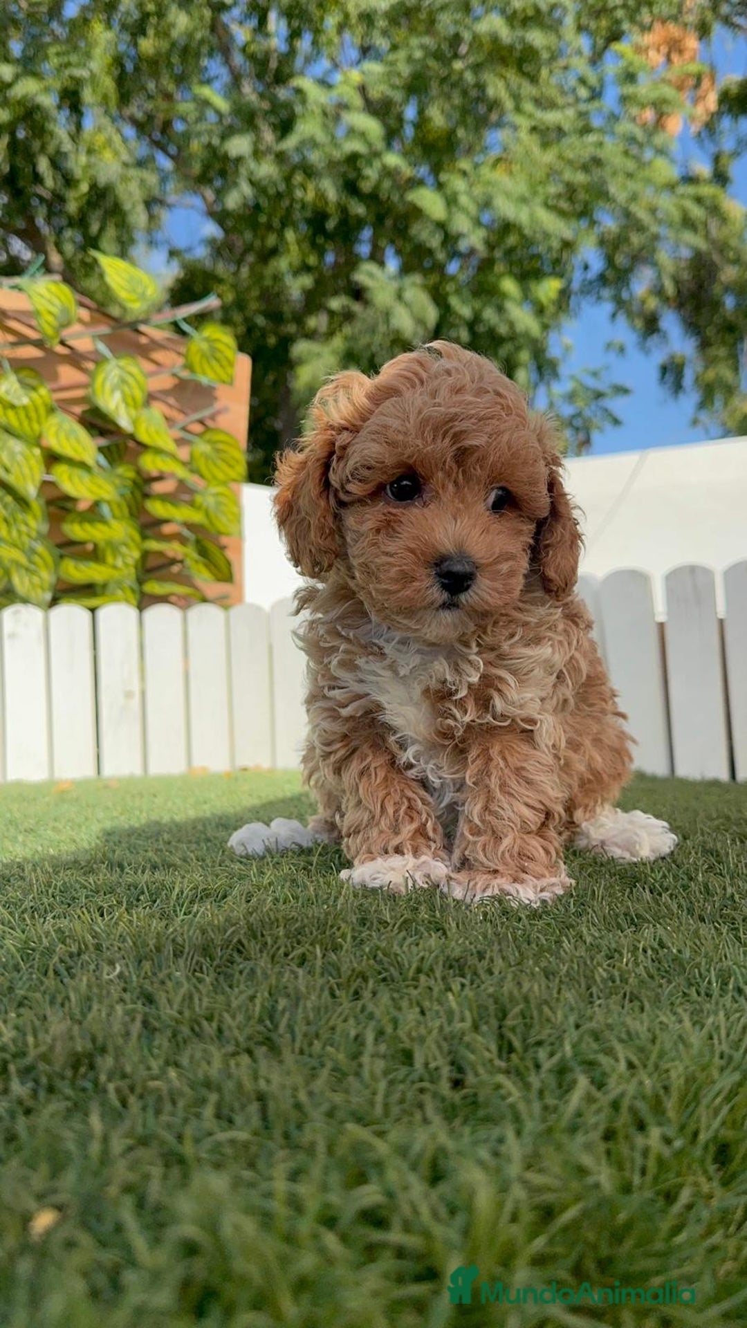 Caniche Toy perros en venta: CANICHE TOY MACHO - Imagen 13