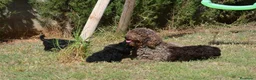 Perro de Agua Español perros en venta: PERRO DE AGUA  - Anuncio 35
