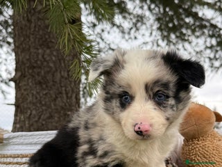 Border Collie perros - Anuncio 15