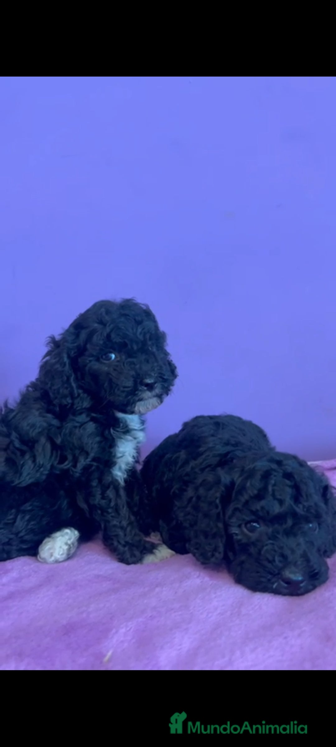 Caniche Enano perros en venta: Caniche enano - Imagen 4