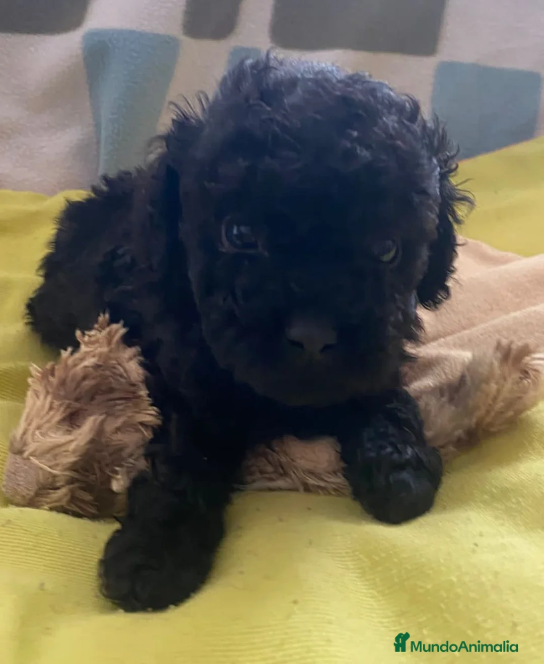 Caniche Toy perros en venta: Oportunidad, caniche toy - Anuncio 4