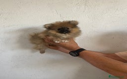 Pomerania perros en venta: CACHORROS DE POMERANIA  - Imagen 3