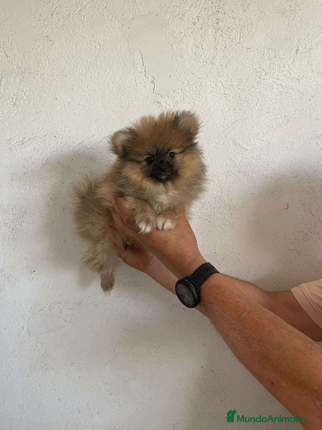 Pomerania perros en venta: CACHORROS DE POMERANIA  - Imagen 3