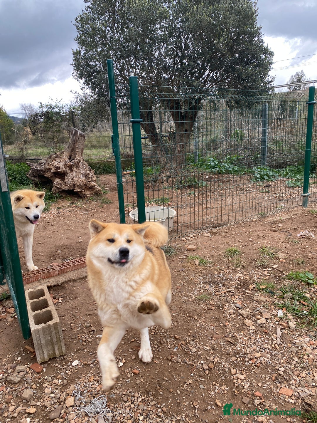 Akita Inu perros en adopcion: Para ADOPCIÓN Akita Inu - Anuncio 5