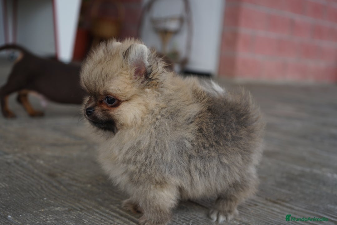 Pomerania perros en venta: 🐾 Sparky, Roscón, Prodigy, Monkey y Frosty 🐾 - Imagen 1