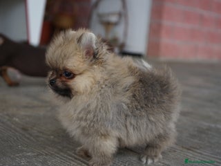 Pomerania perros - Anuncio 23