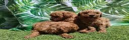 Caniche Toy perros en venta: Espectacular caniche toy en Barcelona - Anuncio 7