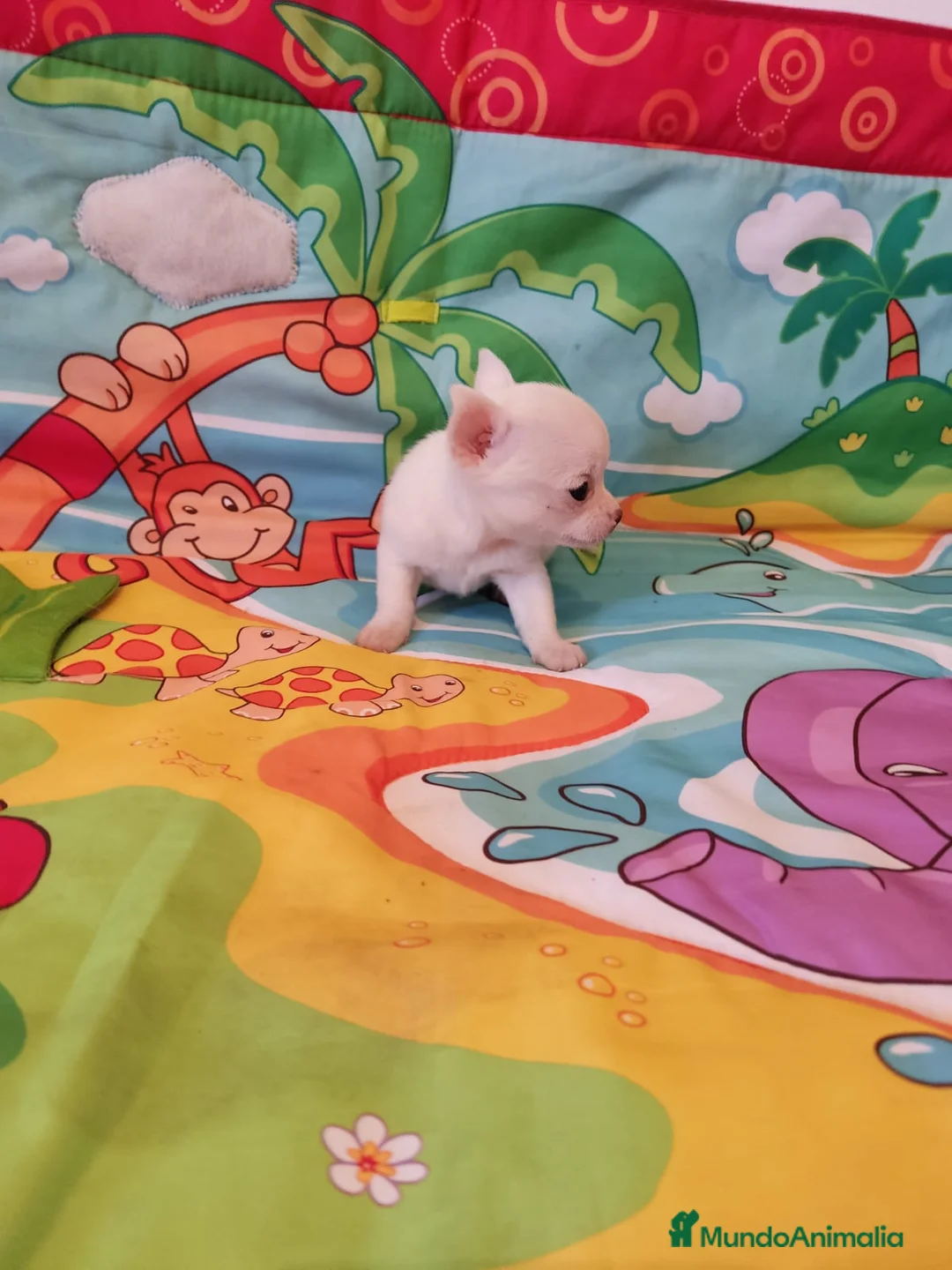 Chihuahua perros en venta: Chihuahuas - Anuncio 1