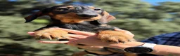 Teckel perros en venta: Teckel pelo duro hembras - Anuncio 7