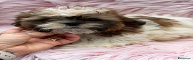 Shih Tzu 4