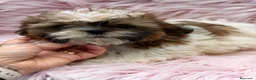 Shih Tzu perros en venta: SHIH TZU TRICOLOR  - Anuncio 3