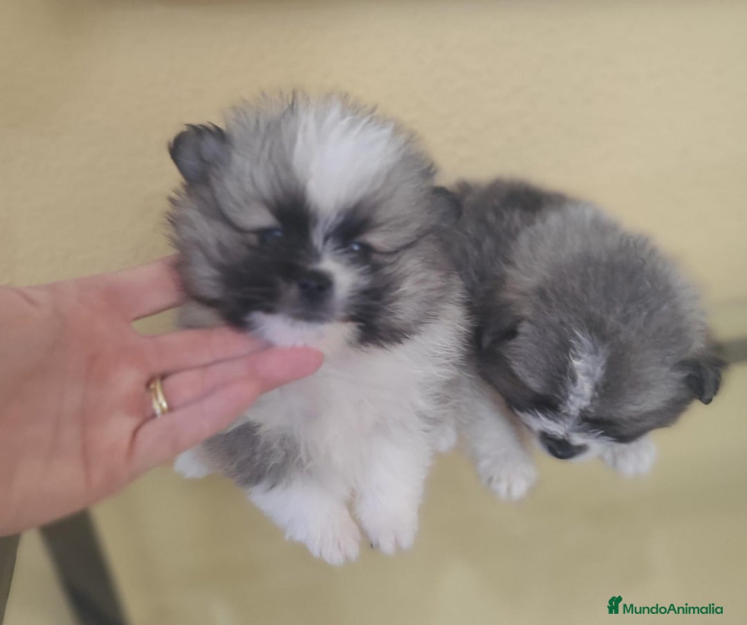 Pomerania perros en venta: Pomerania  - Anuncio 3