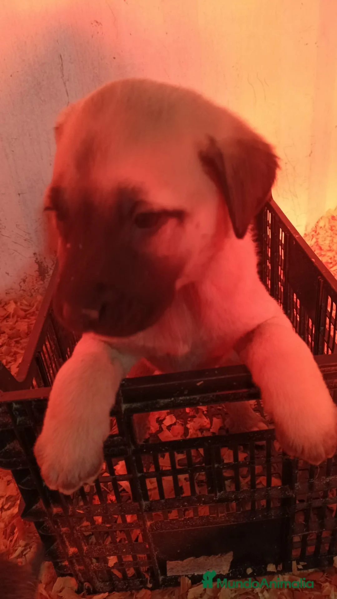Mastín Español perros en venta: Hembra mastín  - Anuncio 7