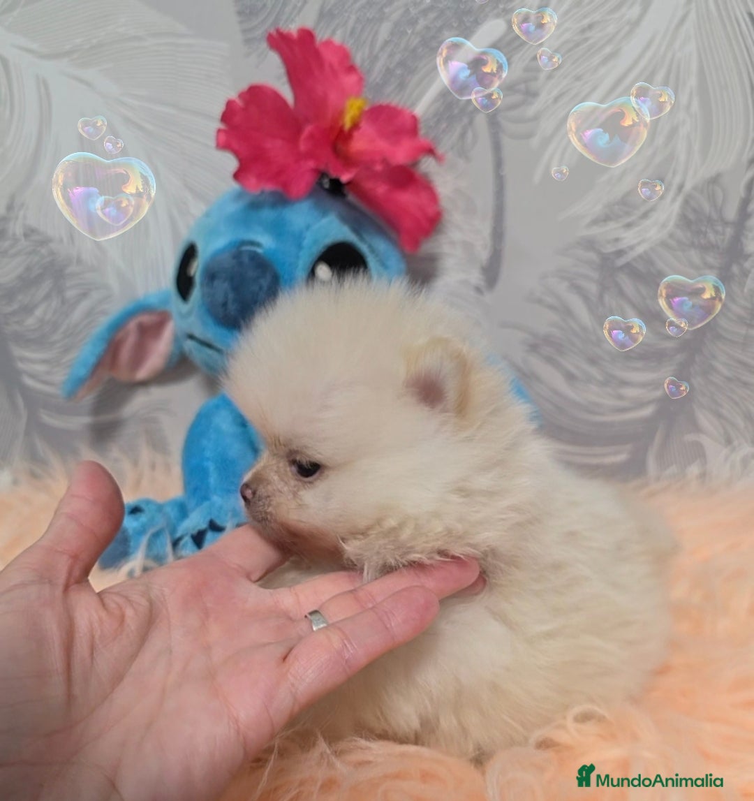 Pomerania perros Precioso Lulú de Pomerania Toy  - Anuncio 2