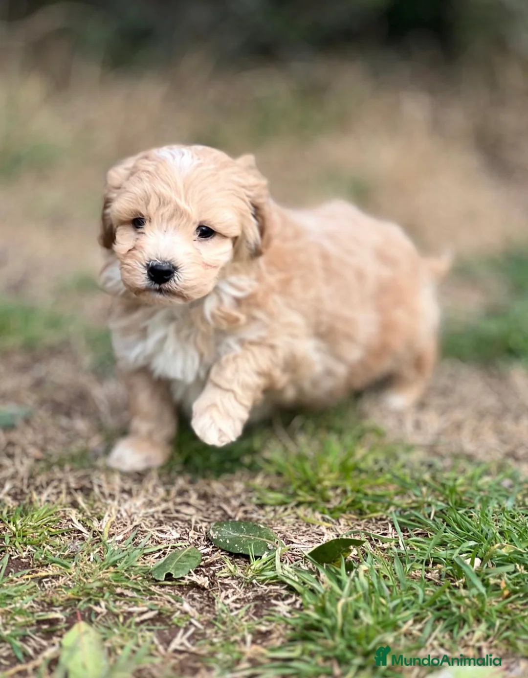 Maltipoo perros en venta: MALTIPOO TOY NACIONAL en Barcelona - Anuncio 2
