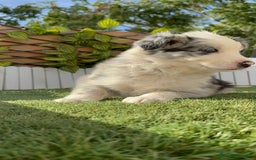 Border Collie perros en venta: BORDER COLLIE HEMBRA MERLE - Imagen 5