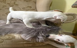 Jack Russell Terrier perros en venta: Cachorros de Jack Russell  - Imagen 20