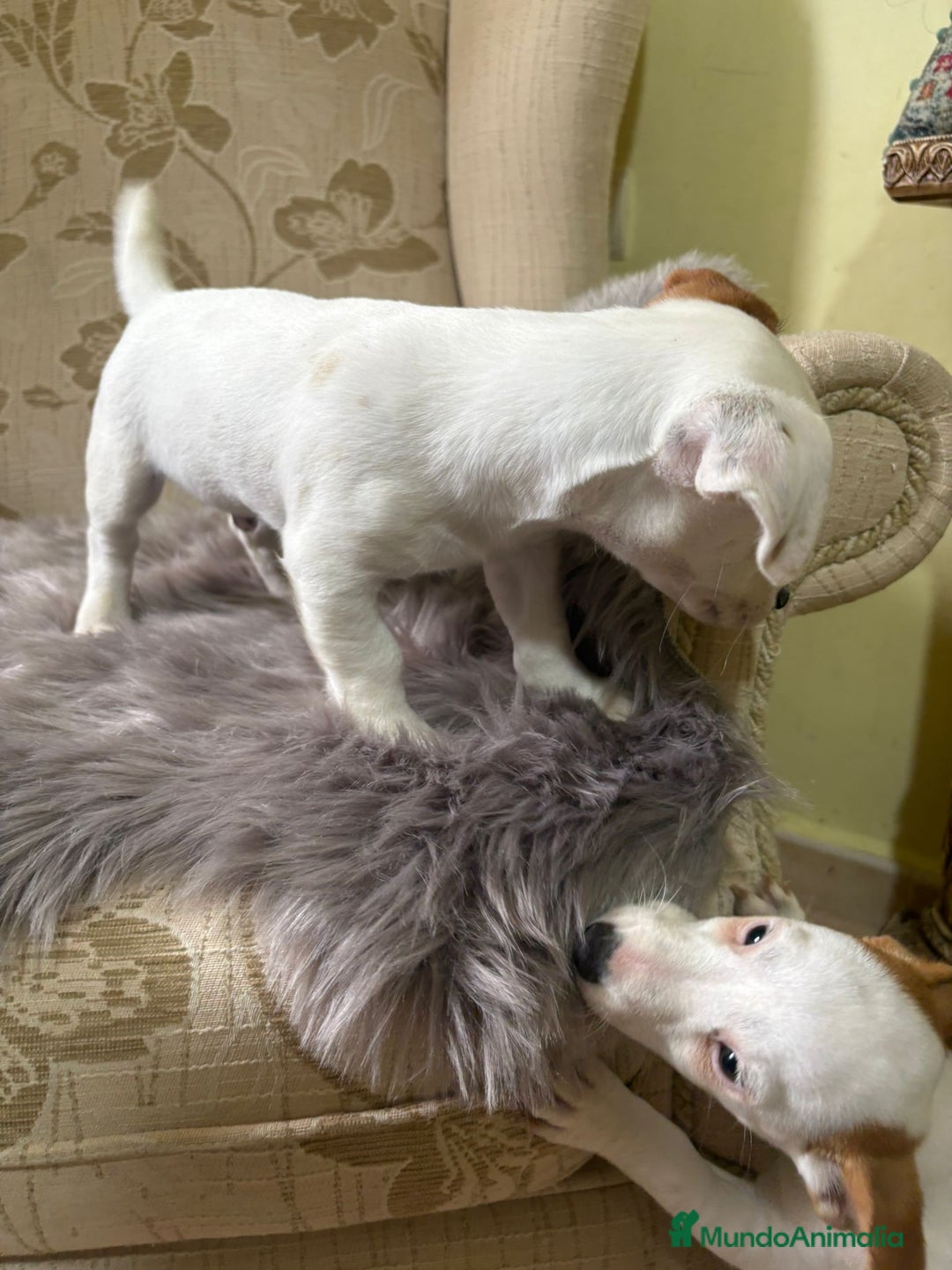 Jack Russell Terrier perros en venta: Cachorros de Jack Russell  - Imagen 20