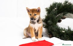 Shiba Inu perros en venta: Camada de Shiba-Inu  - Anuncio 10