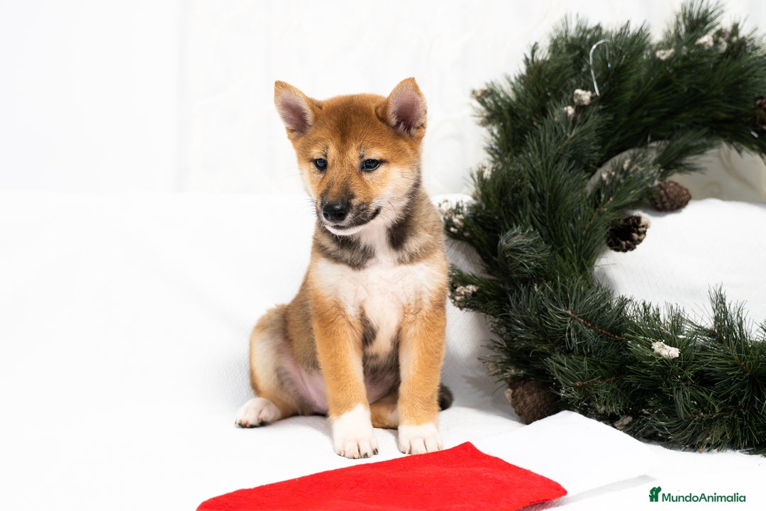 Shiba Inu perros en venta: Camada de Shiba-Inu  - Anuncio 10