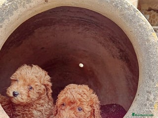 Caniche Enano perros Caniche - Anuncio 1