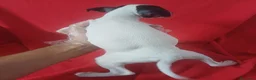 Ratonero Bodeguero Andaluz perros en venta: Bodeguero Andaluz  - Anuncio 4