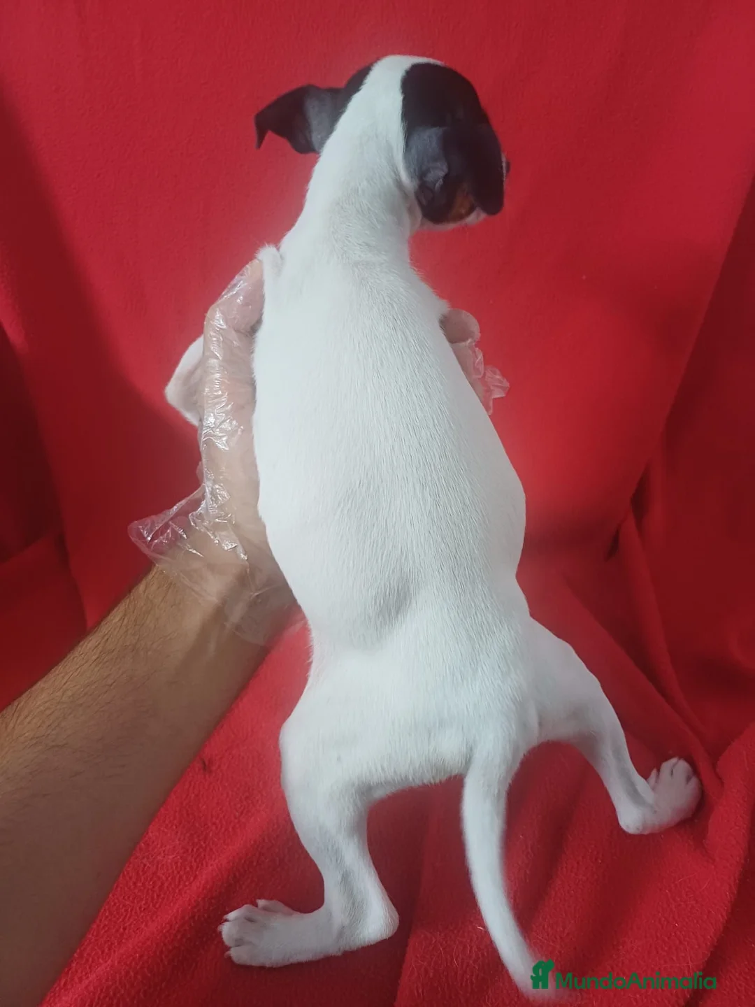 Ratonero Bodeguero Andaluz perros en venta: Bodeguero Andaluz  - Anuncio 4