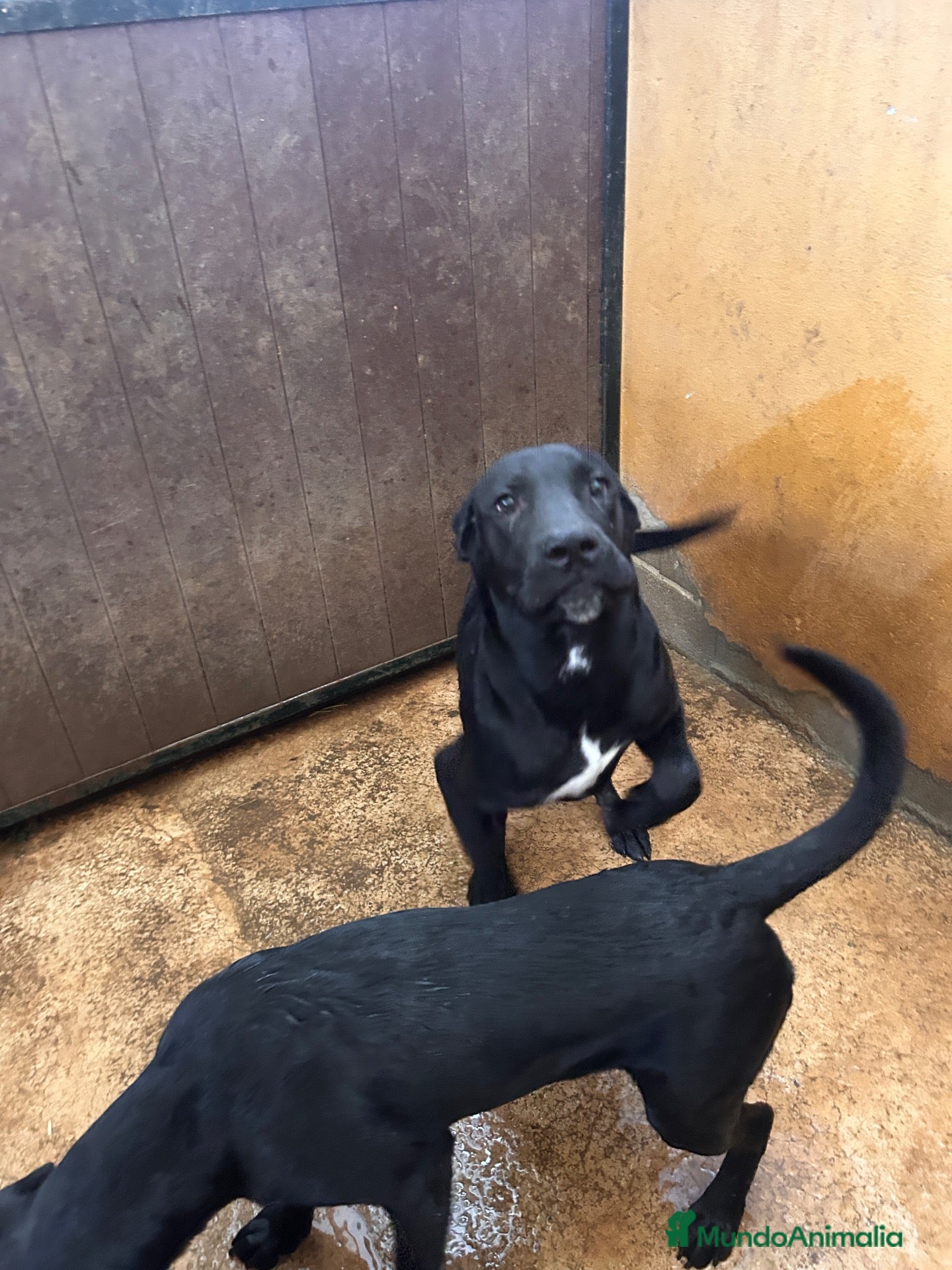 Cane Corso perros en venta: Cane corso 635076716 - Anuncio 2