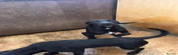 Cane Corso perros en venta: Cane corso 635076716 - Anuncio 1