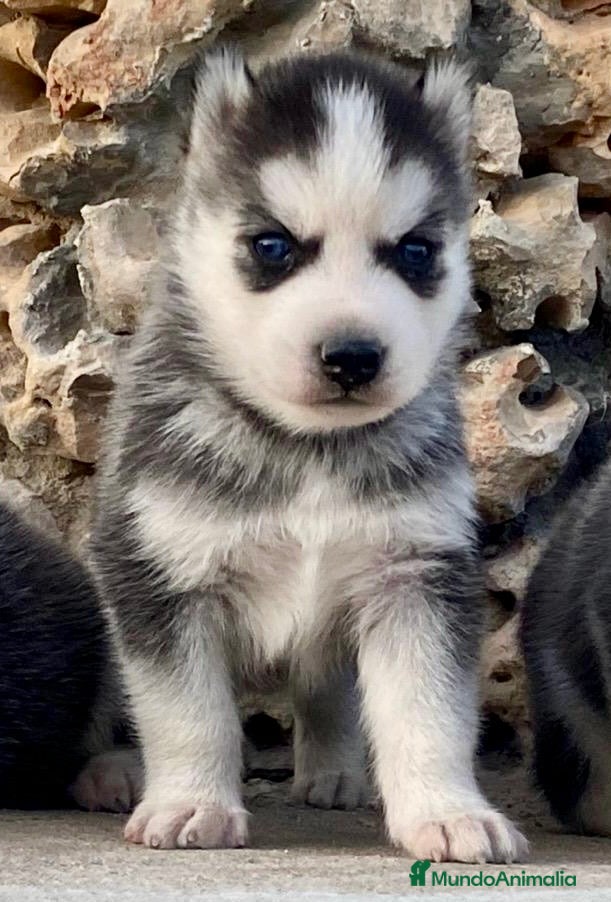 Husky Siberiano perros Husky Siberiano  - Anuncio 1