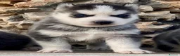 Husky Siberiano perros en venta: Husky Siberiano  - Anuncio 1