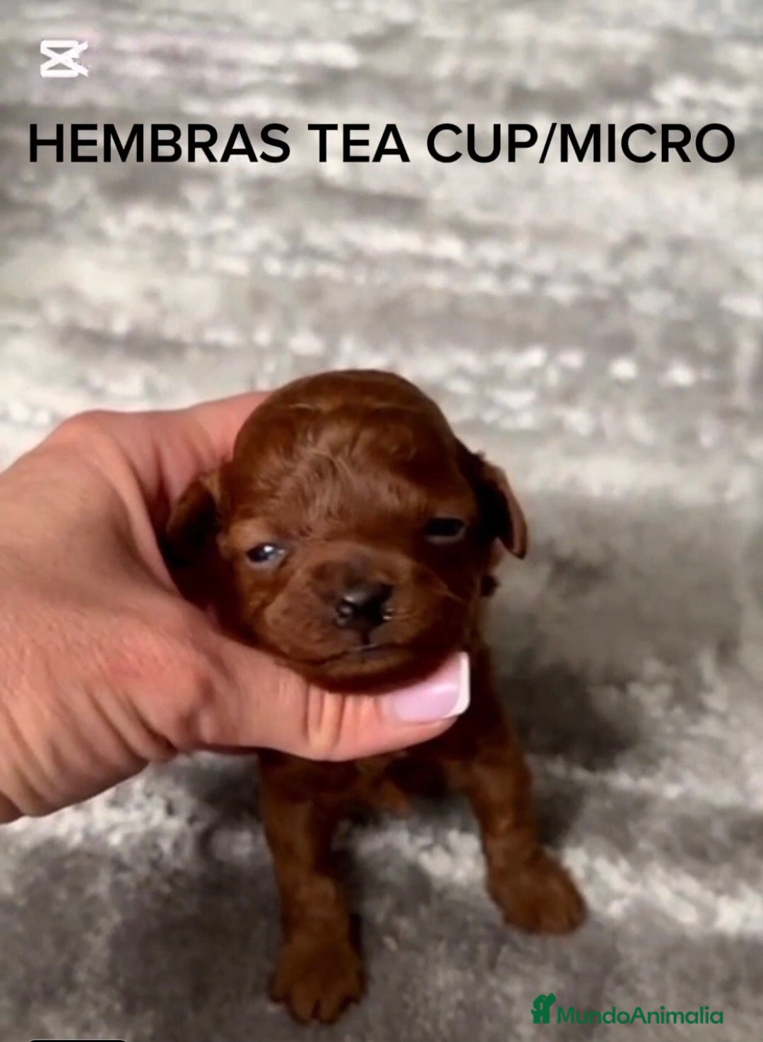 Caniche Toy perros en venta: ASIATICAS 100% HEMBRAS MIRCO/TEA CUP/TOY - Imagen 2