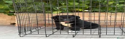 Pastor de Asia Central perros en venta: Macho y hembra alabai - Anuncio 2