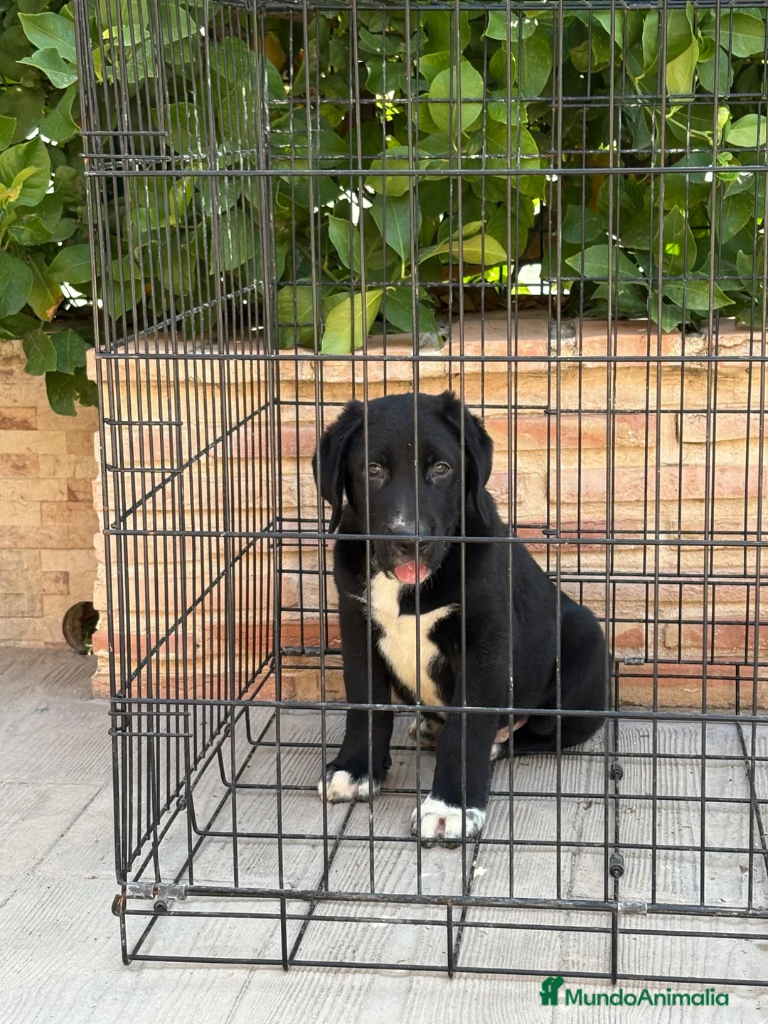 Pastor de Asia Central perros en venta: Macho y hembra alabai - Anuncio 2