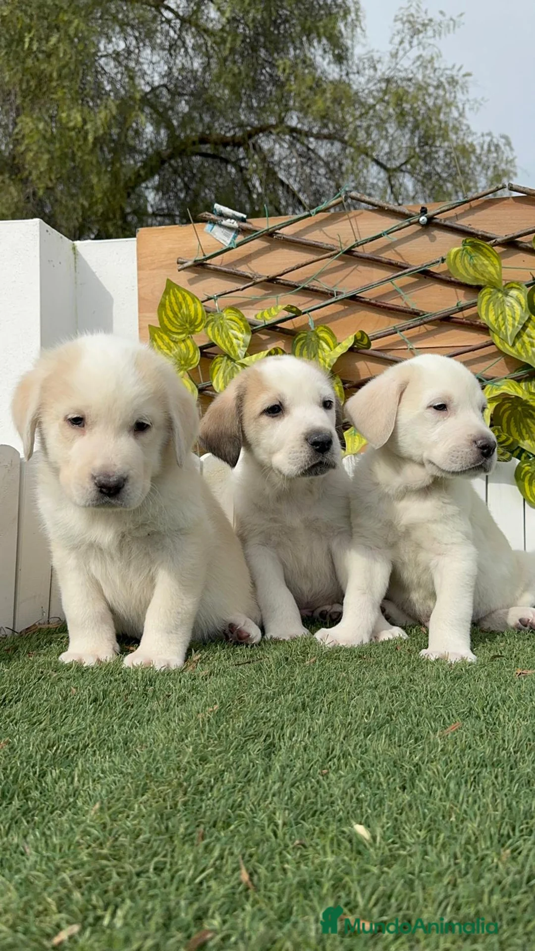 Mastín Español perros en venta: MASTIN ESPAÑOL MACHO - Anuncio 20