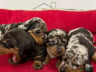 Teckel perros teckel - Anuncio 1