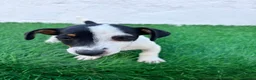 Jack Russell Terrier perros en venta: Jack Russell  - Anuncio 6