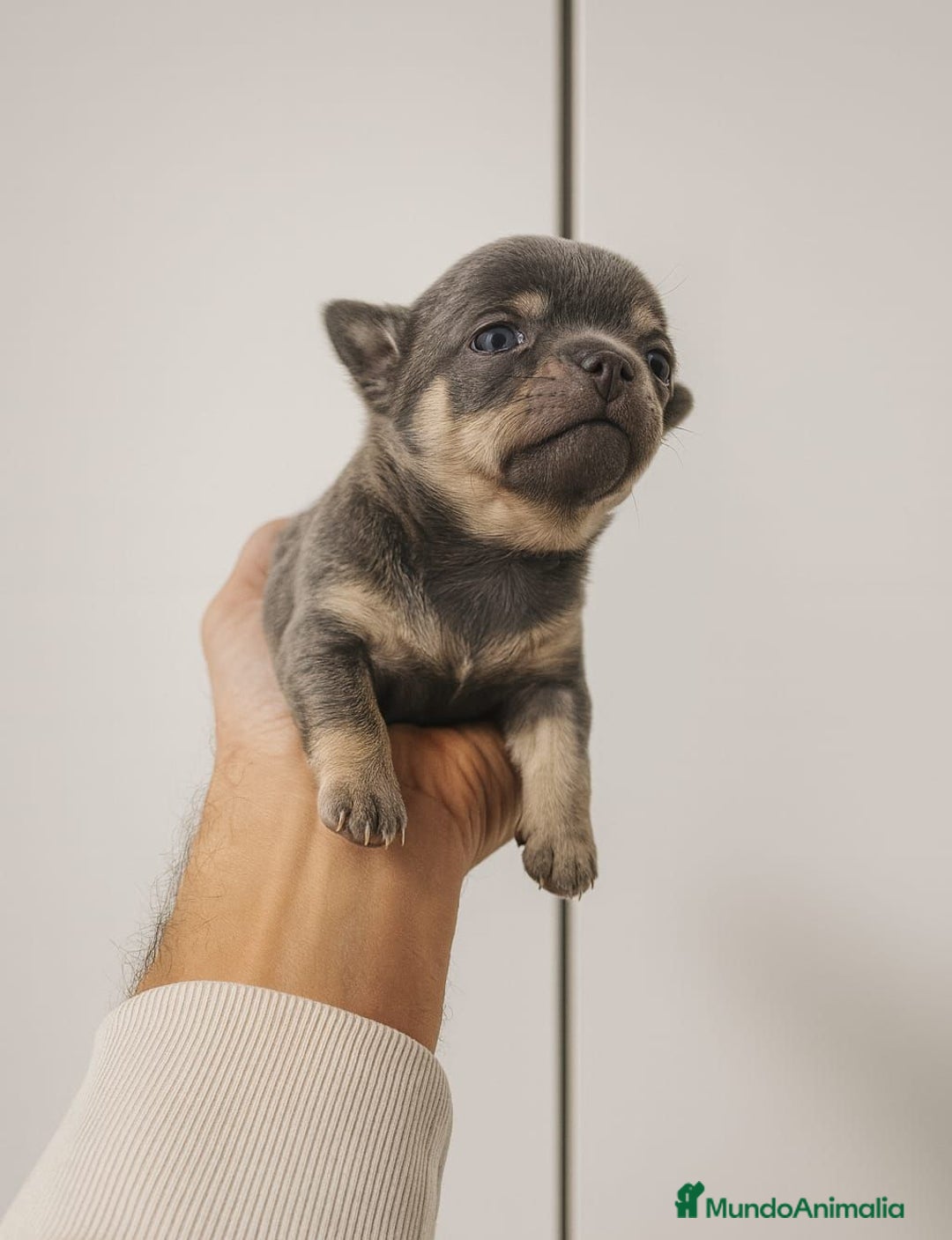 Chihuahua perros en venta: Chihuahua toy blue cabeza manzana - Anuncio 3