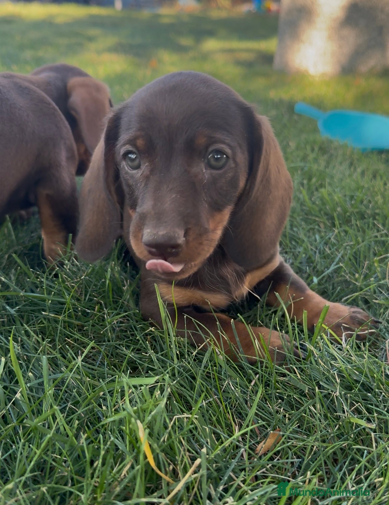 Teckel perros TECKEL MINIATURA DISPONIBLE  - Anuncio 21