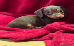 Teckel Miniatura perros en venta: Teckel Kaninchen chocolate  en Barcelona - Imagen 1