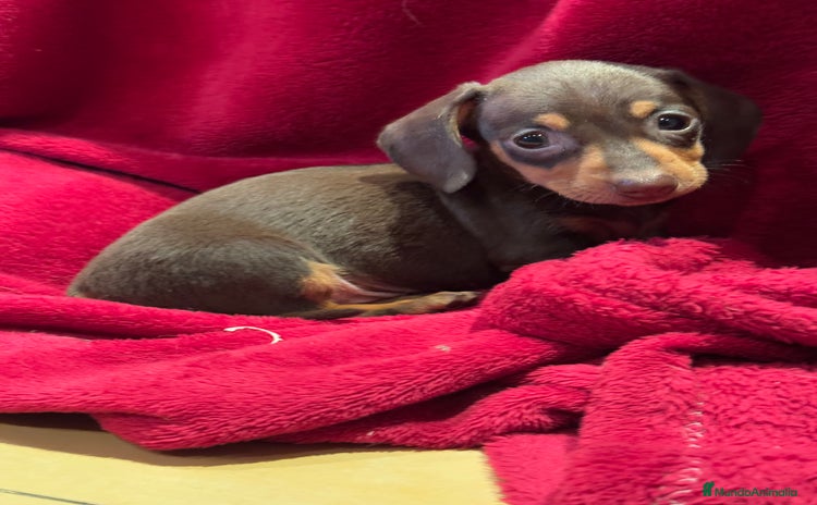 Teckel Miniatura perros en Barcelona - Propaganda 5