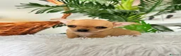 Chihuahua perros en venta: CHIHUAHUA HEMBRA - Anuncio 4